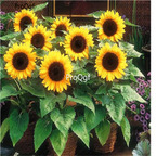 19usd Ngryise 2000Pcs A Set Sunflower graines fleurs four season seed