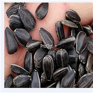 19usd Ngryise 2000Pcs A Set Sunflower graines fleurs four season seed