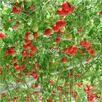 19usd Ngryise 8000Pcs A Set  Tree Tomato Tree semillase verduras Four Season  seed