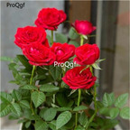 19usd Ngryise 2000Pcs A Set Double-petalled rose seed