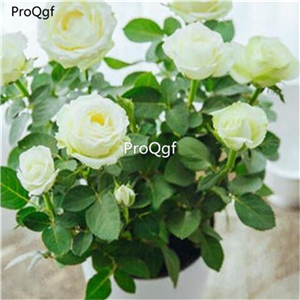 19usd Ngryise 2000Pcs A Set Double-petalled rose seed