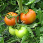 19usd Ngryise 8000Pcs A Set Four Seasons Indoor Vegetable otted Tomato seed
