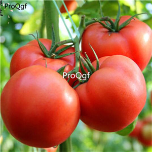 19usd Ngryise 8000Pcs A Set Four Seasons Indoor Vegetable otted Tomato seed