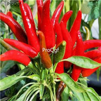 19usd Ngryise 8000Pcs A Set Ornamental pepper small pepper graines seed