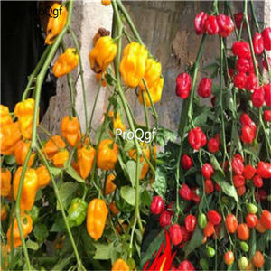 19usd Ngryise 8000Pcs A Set Ornamental pepper small pepper graines seed