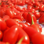19usd Ngryise 3000Pcs A Set High quality red black Chinese wolfberry masang seed