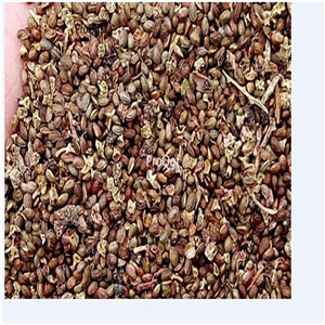 19usd Ngryise 3000Pcs A Set High quality red black Chinese wolfberry masang seed