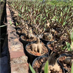 29usd Ngryise 2Pcs A Set Monadenium montanum bulb