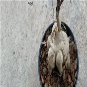 29usd Ngryise 2Pcs A Set Monadenium montanum bulb