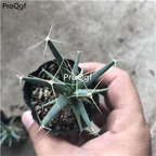 19usd ngryise 3pcs Leuchtenbergia principis plant