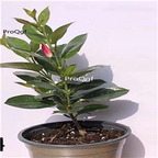 29usd Ngryise 3Pcs A Set Mandevilla laxa plant