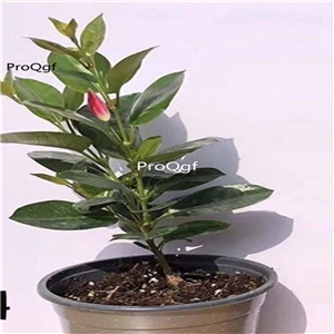 29usd Ngryise 3Pcs A Set Mandevilla laxa plant