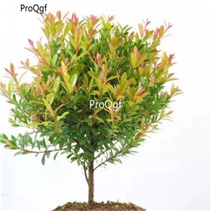 29usd Ngryise 2Pcs A Set Syzygium buxifolium plant