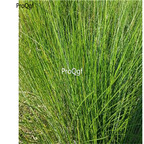 19usd Ngryise 8000Pcs A Set Eulaliopsis binata  seed