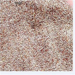 19usd Ngryise 8000Pcs A Set Eulaliopsis binata  seed