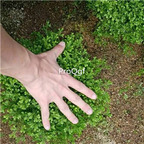 29usd Ngryise 3Pcs A Set Selaginella uncinata plant