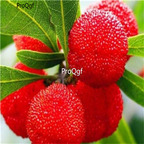 19usd Ngryise 500Pcs A Set Tropical Chinese Strawberry Myrica  seed