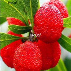 19usd Ngryise 500Pcs A Set Tropical Chinese Strawberry Myrica  seed