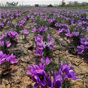 19usd Ngryise 3000Pcs A Set  Iran Saffron crocus sativus  seed