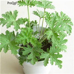 19usd Ngryise 8000Pcs A Set Lioder citronella sweet grass mosquito repellent lemon geranium bohe seed