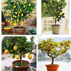 19usd Ngryise 2000Pcs A Set  Dwarf Lemon Tree seed