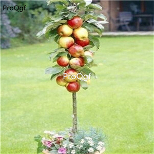 19usd ngryise 2000pcs Dwarf Apple  seed