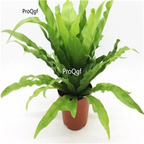 29usd Ngryise 2Pcs A Set Asplenium nidus plant