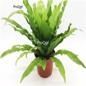 29usd Ngryise 2Pcs A Set Asplenium nidus plant