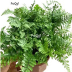 29usd Ngryise 2Pcs A Set Dauallia bullata plant