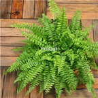 29usd ngryise 2pcs Nephrolepis exaltata plant
