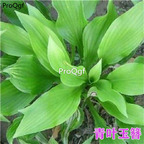29usd Ngryise 2Pcs A Set Hosta plantaginea plant