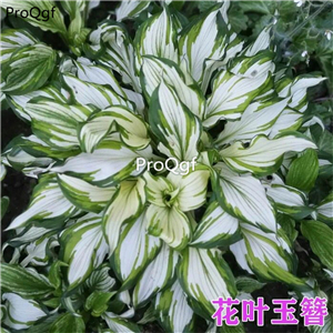 29usd Ngryise 2Pcs A Set Hosta plantaginea plant