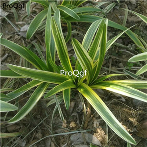 18usd Ngryise 10Pcs A Set  Liriope spicata Variegata plant