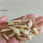 15usd Ngryise 30Pcs A Set  Liriope bulb