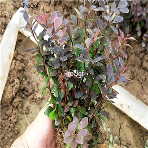 19usd Ngryise 30Pcs A Set Berberis thunbergii plant