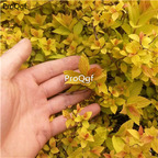 19usd Ngryise 10Pcs A Set Spiraea salicifolia plant