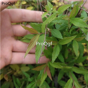 19usd Ngryise 10Pcs A Set Spiraea salicifolia plant