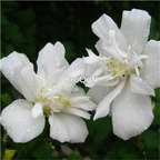19usd Ngryise 3000Pcs A Set Hibiscus syriacus seed