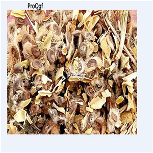 19usd Ngryise 3000Pcs A Set Hibiscus syriacus seed