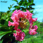 19usd Ngryise 6000Pcs A Set Lagerstroemia indica crape myrtle seed