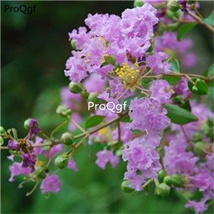 19usd Ngryise 6000Pcs A Set Lagerstroemia indica crape myrtle seed