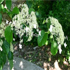 19usd Ngryise 500Pcs A Set Hydrangea anomala  seed