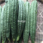 19usd Ngryise 500Pcs A Set youling Luffa cylindrica seed
