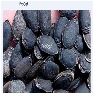 19usd Ngryise 500Pcs A Set youling Luffa cylindrica seed