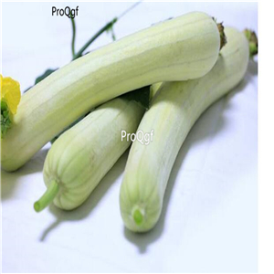 19usd Ngryise 500Pcs A Set white Luffa cylindrica seed