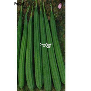 19usd Ngryise 500Pcs A Set guangdong Luffa acutangula  seed