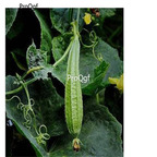 19usd Ngryise 500Pcs A Set Luffa cylindrica balinggua seed