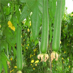 19usd Ngryise 500Pcs A Set Luffa cylindrica liuyuexiang seed
