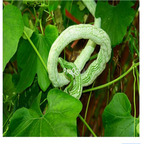 19usd Ngryise 500Pcs A Set Luffa cylindrica like snake seed