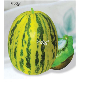 19usd Ngryise 3000Pcs A Set sweet hongpiao balixiang Cucumis melo seed